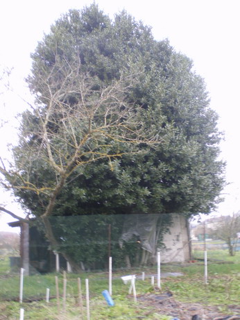 c0124619_3392748.jpg