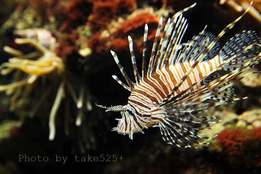 a0116946_23163299.jpg