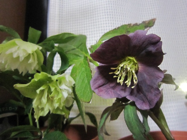 c0202870_885368.jpg