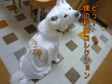 a0187087_1859329.gif
