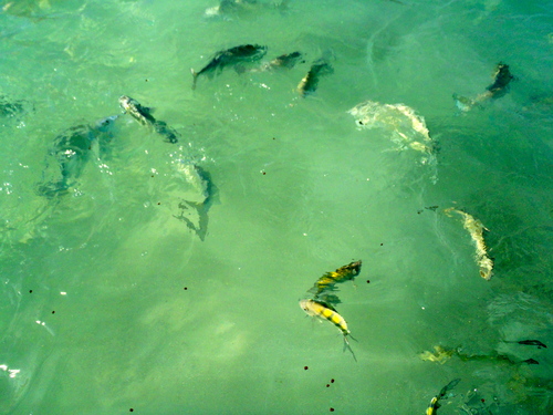 c0178690_13384634.jpg