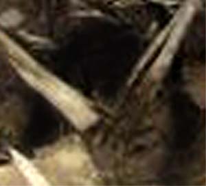 e0103408_1917162.jpg