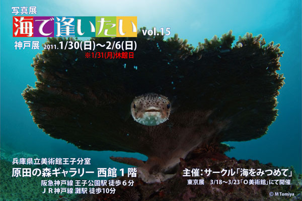 水中写真と美味しいもの : 海で逢いたいVol.1５ <b>神戸</b>展