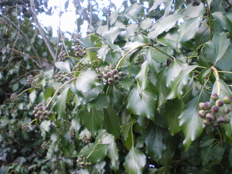 c0124619_7211926.jpg