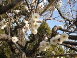 b0157246_2305592.jpg