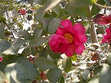 b0157246_231737.jpg