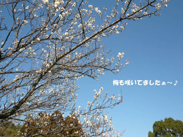 e0094407_17304699.jpg