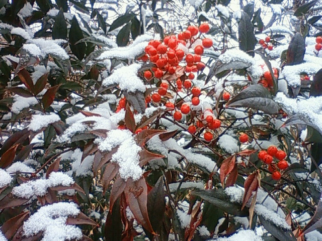 a0163738_036251.jpg