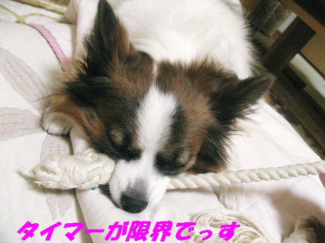 a0149240_1137579.jpg