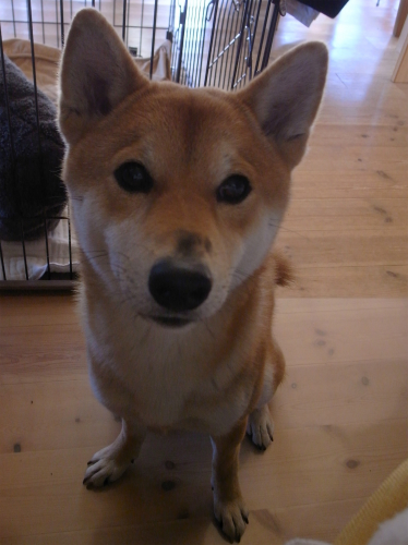 f0214771_1131422.jpg