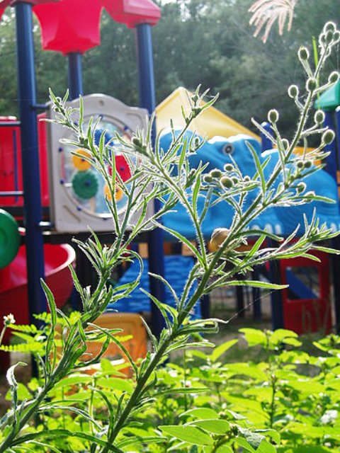 e0094583_1037654.jpg
