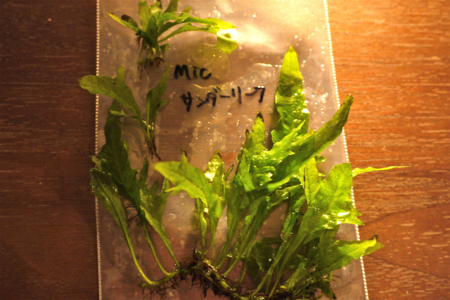 c0225297_4281572.jpg
