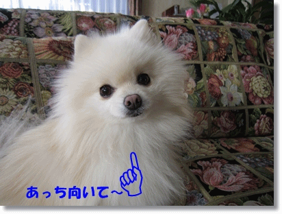 b0167519_859738.gif