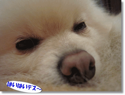 b0167519_905876.gif
