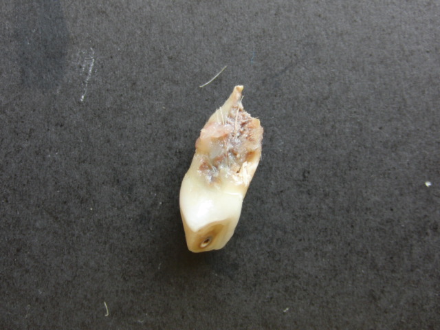 e0171460_1758583.jpg