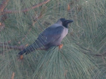 f0159390_107361.jpg