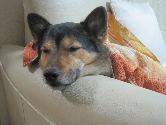 f0202703_7284947.jpg