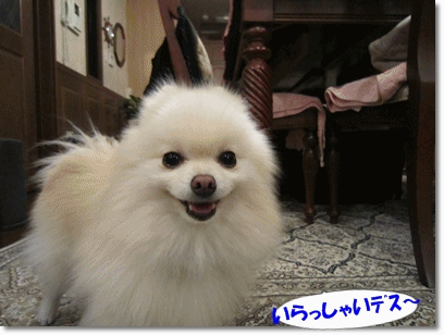b0167519_16364654.gif