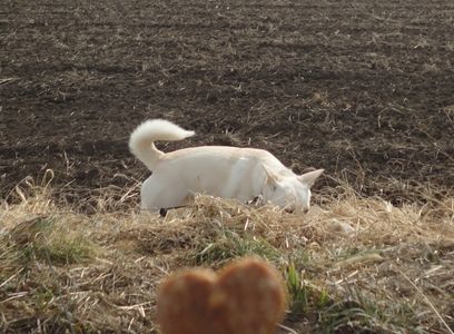 f0195543_1330264.jpg