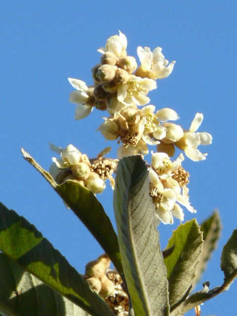 e0145782_6141597.jpg