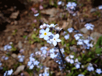 f0086827_11475563.gif