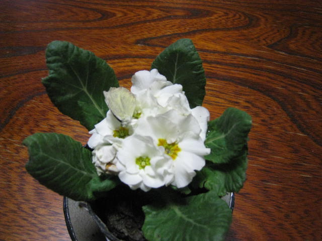 e0107730_0561439.jpg