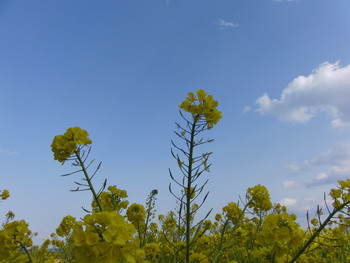 c0183137_44501.jpg