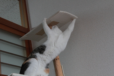 e0156649_212181.gif