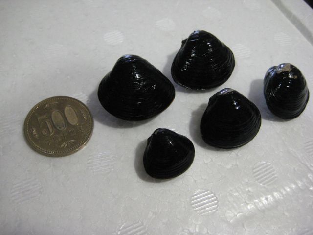 f0191656_1526556.jpg