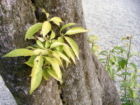 c0145299_13291298.jpg