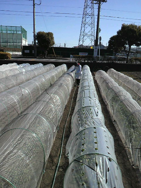 f0127408_23593415.jpg