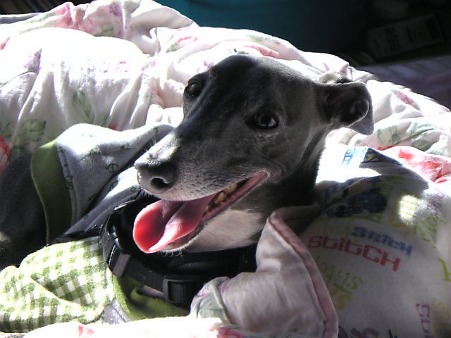c0003217_1232472.jpg