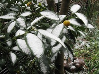 きんかん雪
