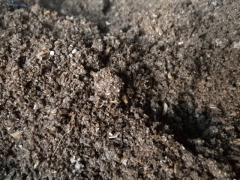 f0055264_18293039.jpg