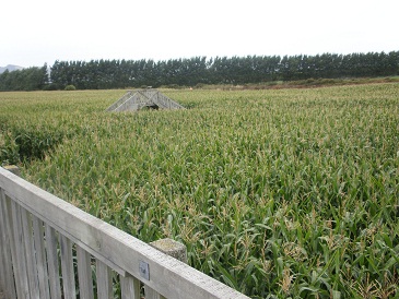 c0105680_5111543.jpg