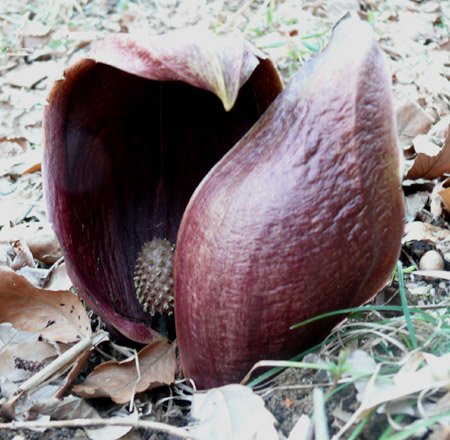 f0138588_1151326.jpg