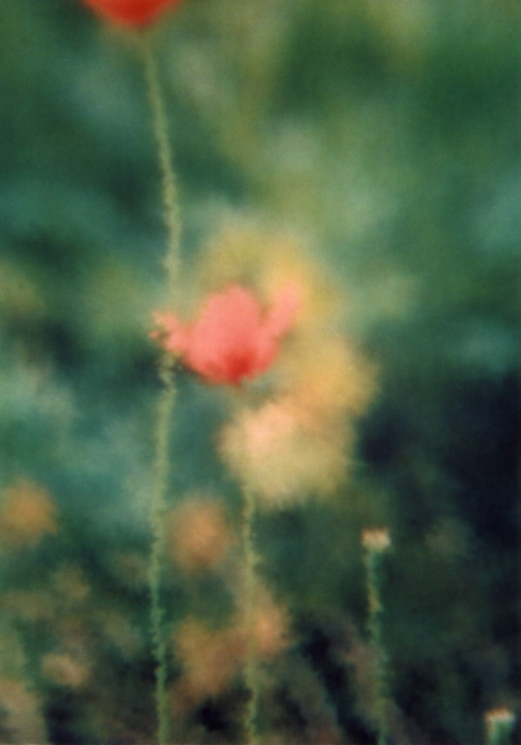 a0199297_12353066.jpg