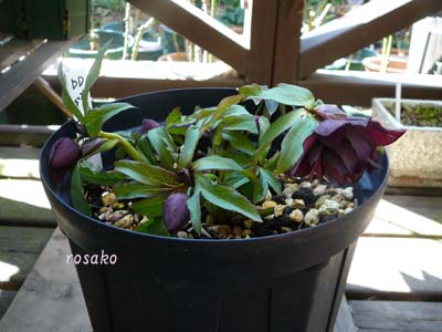 f0059818_2331290.jpg