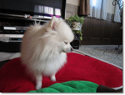 b0167519_9291056.gif