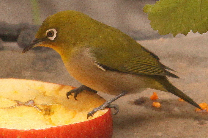 b0165522_1323377.jpg