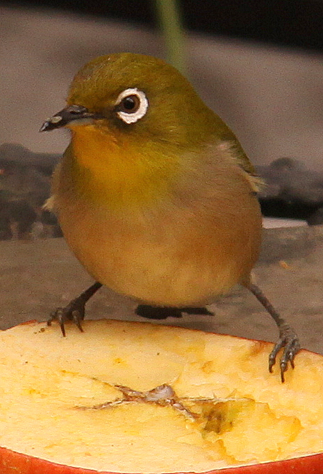 b0165522_13241031.jpg
