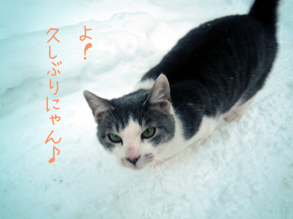 <b>登別温泉</b> 第一滝本館 たきもとブログ : 癒しの猫にゃんに再会 <b>...</b>
