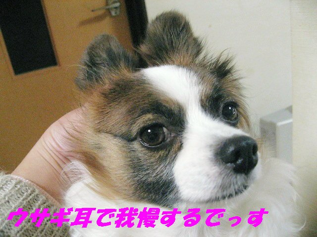 a0149240_23534679.jpg