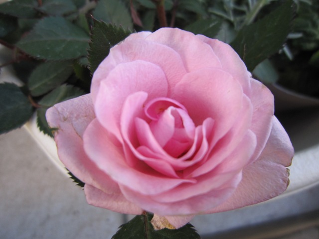 c0202870_23501331.jpg
