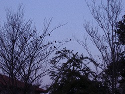 a0142083_22163780.jpg