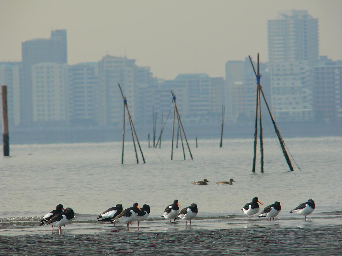b0190921_2145042.jpg