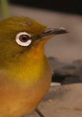 b0165522_11375265.jpg