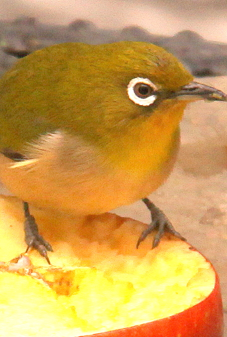 b0165522_11384274.jpg
