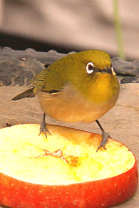 b0165522_11391171.jpg