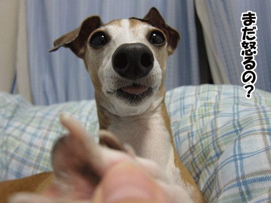 f0158862_12115490.gif